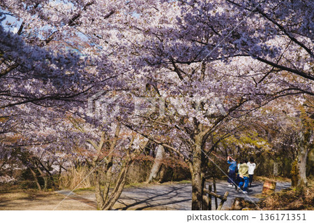 [Mii-dera Temple] Beautiful cherry blossom scenery 136171351