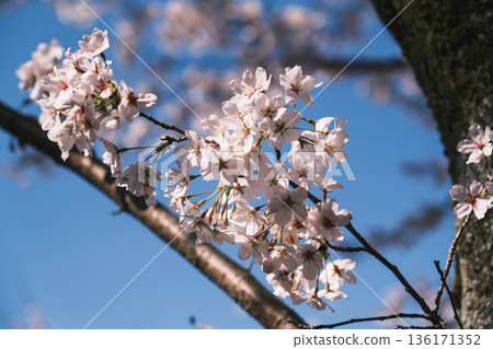 [Mii-dera Temple] Beautiful cherry blossom scenery 136171352