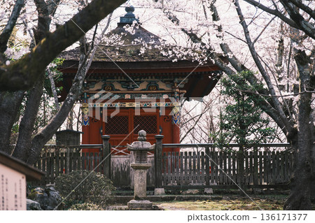 [Mii-dera Temple] Beautiful cherry blossoms and a historic building 136171377