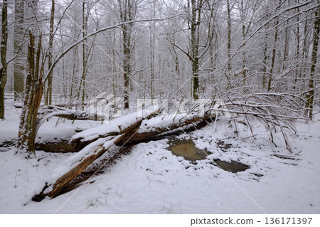 Wintertime landscape of snowy deciduous stand Wintertime landscape of snowy deciduous stand 136171397