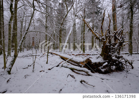Wintertime landscape of snowy deciduous stand 136171398