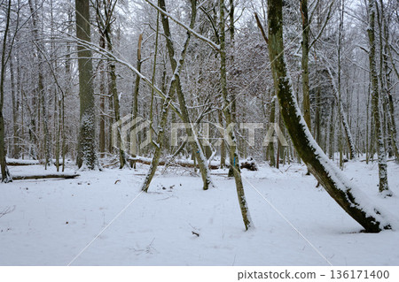 Wintertime landscape of snowy deciduous stand Wintertime landscape of snowy deciduous stand 136171400