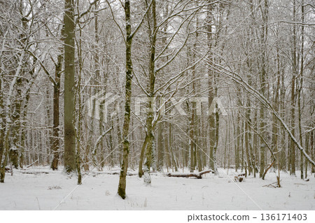Wintertime landscape of snowy deciduous stand Wintertime landscape of snowy deciduous stand 136171403