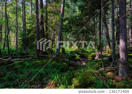 Summertime coniferous forest tree stan in sun 136171409