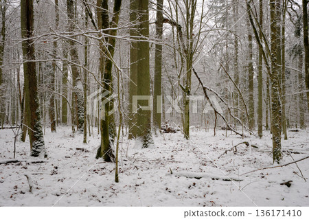 Wintertime landscape of snowy deciduous stand Wintertime landscape of snowy deciduous stand 136171410