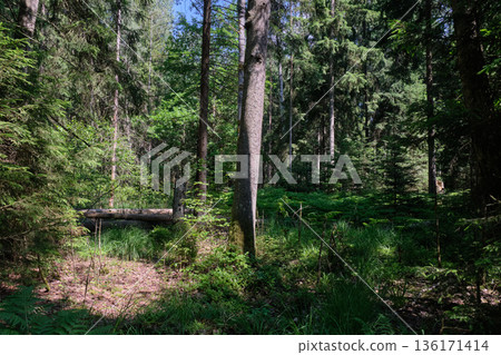 Dense mixed forest with lush understory and natural vegetation in summer light 136171414