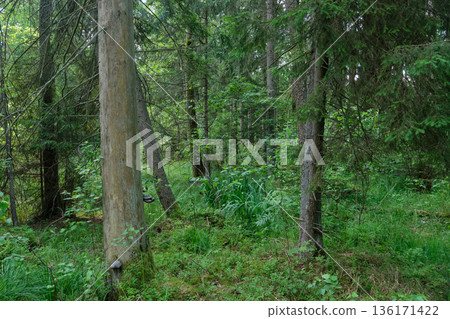 Dense mixed forest with lush understory and natural vegetation in summer light 136171422