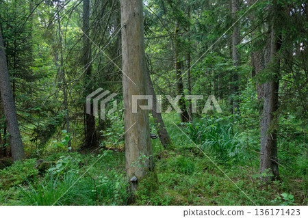 Dense mixed forest with lush understory and natural vegetation in summer light Dense mixed forest with lush understory and natural vegetation in summer light 136171423