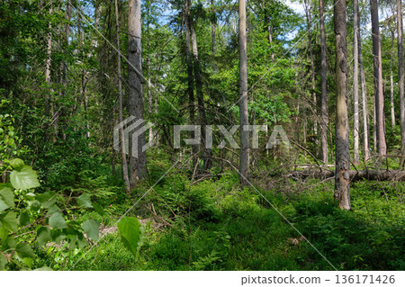 Dense mixed forest with lush understory and natural vegetation in summer light 136171426