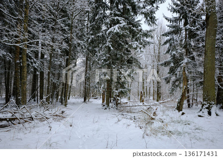 Wintertime landscape of snowy deciduous stand 136171431