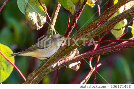Common Chiffchaff(Phylloscopus collybita) among branches 136171438