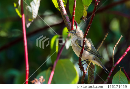 Common Chiffchaff(Phylloscopus collybita) among branches Common Chiffchaff(Phylloscopus collybita) among branches 136171439