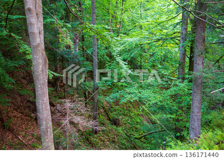 Natural mixed stand of Bieszczady Mountain region 136171440
