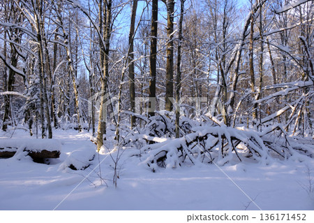 Wintertime landscape of snowy deciduous stand 136171452