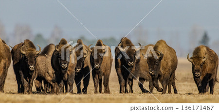 European bison(Bison bonasus) grazing in sunny day 136171467