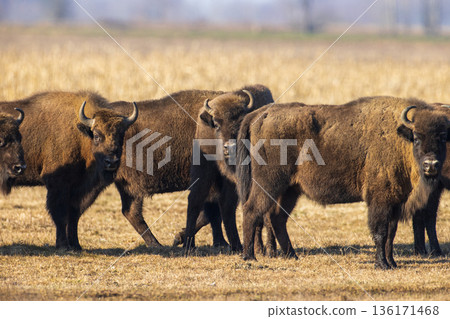 European Bison graze in a field during the afternoon in a rural area with open space and grasslands in the background 136171468