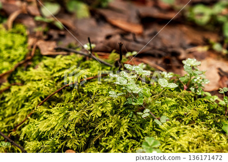 Moss and water droplets forming on tree bark 136171472