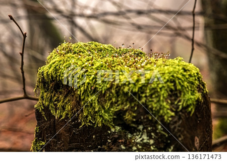 Moss and water droplets forming on tree bark Moss and water droplets forming on tree bark 136171473