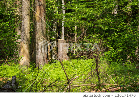 Springtime deciduous forest Springtime deciduous forest 136171476