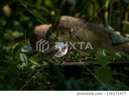 Adorable black-capped Coal Tit(Poecile ater) standing on birdbath 136171477