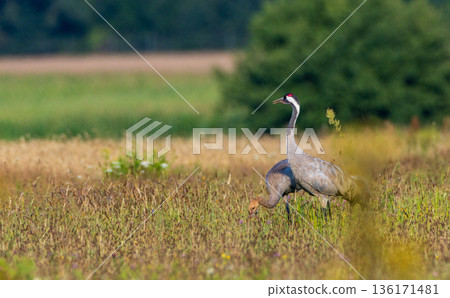 Two Cranes(Grus grus) in summertime sunset light 136171481