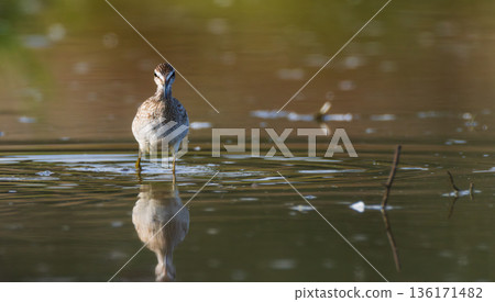 Wild Wood Sandpiper(Tringa glareola) standing in calm marsh water 136171482
