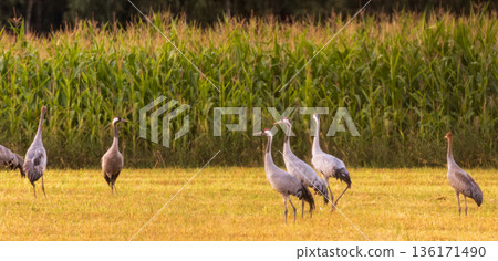 Cranes(Grus grus) in summertime sunset light 136171490