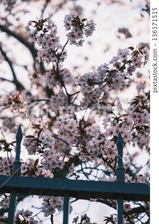 [Lake Biwa No. 1 Canal] Beautiful cherry blossoms blooming along the canal 136171515