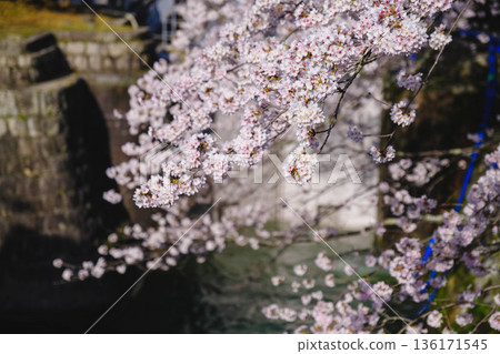【琵琶湖1號運河】運河兩岸櫻花盛開 【琵琶湖1號運河】運河兩岸櫻花盛開 136171545