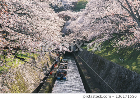 [Lake Biwa No. 1 Canal] Beautiful cherry blossoms blooming along the canal 136171556