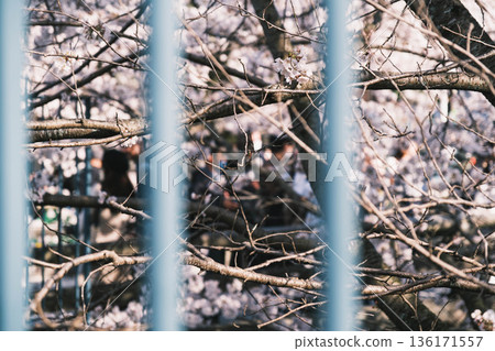 [Lake Biwa No. 1 Canal] Beautiful cherry blossoms blooming along the canal 136171557