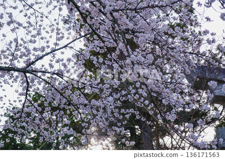 [Lake Biwa No. 1 Canal] Beautiful cherry blossoms blooming along the canal 136171563