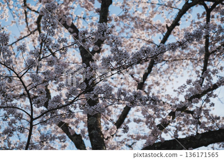 【琵琶湖1號運河】運河兩岸櫻花盛開 【琵琶湖1號運河】運河兩岸櫻花盛開 136171565