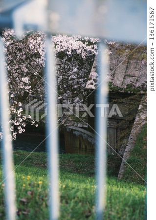 【琵琶湖1號運河】運河兩岸櫻花盛開 136171567