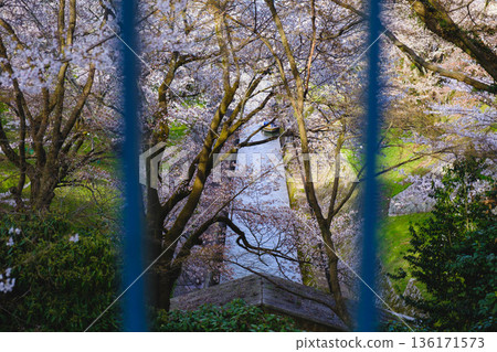 【琵琶湖1號運河】運河兩岸櫻花盛開 136171573