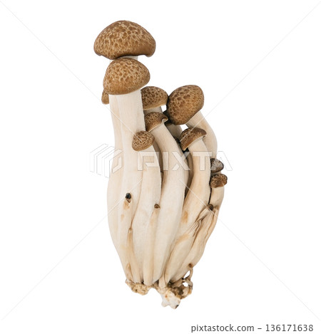 mushrooms isolated on a white background 136171638