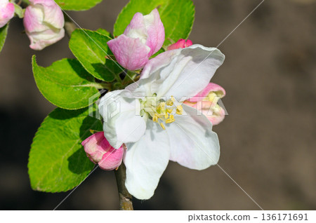 Beautiful apple tree flower blooming in a sunny garden 136171691