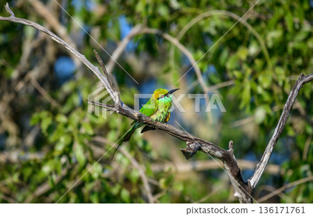 A vibrant green bee-eater perches on a dry tree branch surrounded by lush green foliage, a colorful wildlife moment in the forest of Yala National Park 136171761