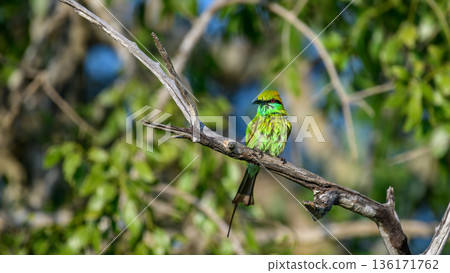 A vibrant green bee-eater perches on a dry tree branch surrounded by lush green foliage, a colorful wildlife moment in the forest of Yala National Park 136171762