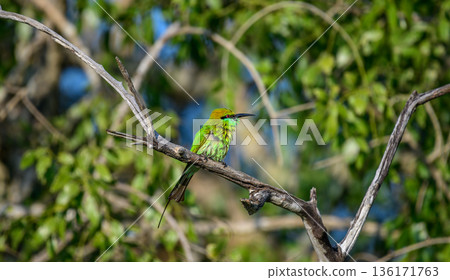 A vibrant green bee-eater perches on a dry tree branch surrounded by lush green foliage, a colorful wildlife moment in the forest of Yala National Park 136171763