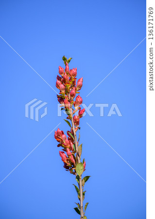 Callophylum walkeri new growth shoot above low shrubs in an open montane grassland habitat under a clear blue sky in Horton Plains National Park Callophylum walkeri new growth shoot above low shrubs in an open montane grassland habitat under a clear blue sky in Horton Plains National Park 136171769