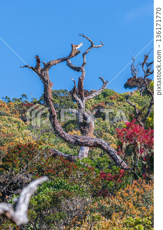 A weathered, twisted, dead tree trunk rises above dense montane cloud forest shrubs in a cool highland rainforest habitat in Horton Plains National Park 136171770