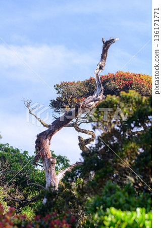 A weathered, twisted, dead tree trunk rises above dense montane cloud forest shrubs in a cool highland rainforest habitat in Horton Plains National Park A weathered, twisted, dead tree trunk rises above dense montane cloud forest shrubs in a cool highland rainforest habitat in Horton Plains National Park 136171771