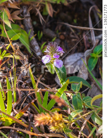 Purple bloom of Rostellularia procumbens (Justicia notha) rises from the montane grassland floor of a cool sunlit soils of Horton Plains Purple bloom of Rostellularia procumbens (Justicia notha) rises from the montane grassland floor of a cool sunlit soils of Horton Plains 136171773