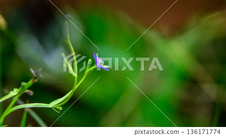 Aristea ecklonii flower bloom side view Aristea ecklonii flower bloom side view 136171774