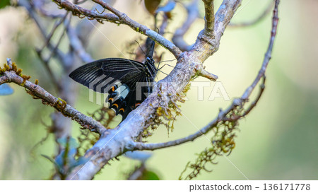 Red helen swallowtail butterfly (Papilio helenus) rests on a moss-covered branch in the cool montane forest habitat in Horton Plains National Park. Red helen swallowtail butterfly (Papilio helenus) rests on a moss-covered branch in the cool montane forest habitat in Horton Plains National Park. 136171778