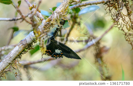 Red helen swallowtail butterfly (Papilio helenus) rests on a moss-covered branch in the cool montane forest habitat in Horton Plains National Park. Red helen swallowtail butterfly (Papilio helenus) rests on a moss-covered branch in the cool montane forest habitat in Horton Plains National Park. 136171780