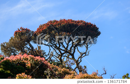 Calophyllum walkeri tree rises above dense montane cloud forest vegetation under a clear blue sky. Unique high-altitude habitat of Horton Plains National Park Calophyllum walkeri tree rises above dense montane cloud forest vegetation under a clear blue sky. Unique high-altitude habitat of Horton Plains National Park 136171784