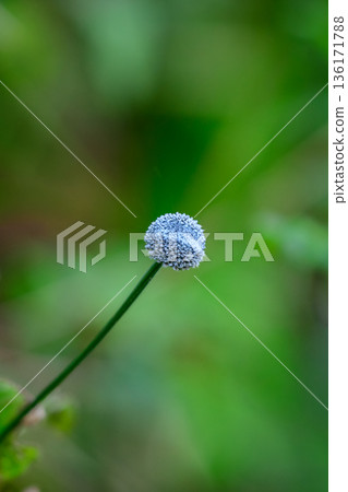 Eriocaulon Ceylanicum bud stands on a slender stem against soft green grassland in Horton Plains National Park. 136171788
