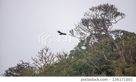 A black eagle soars above the misty montane cloud forest canopy of Horton Plains National Park in Sri Lanka 136171801